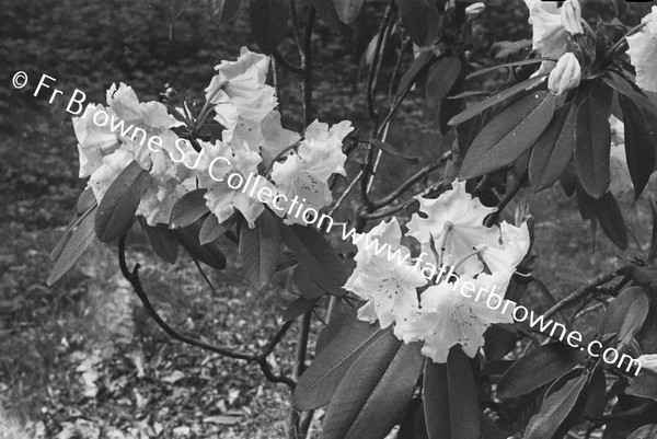 ST MARYS  AZALEAS